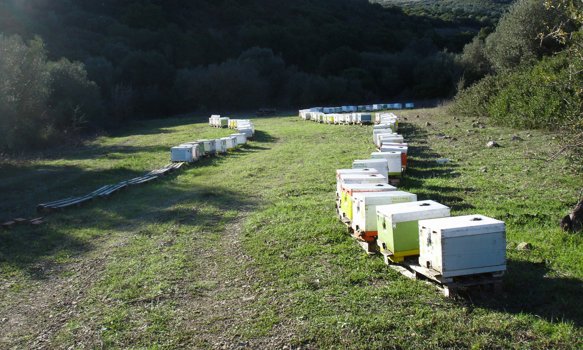 Κυψέλες σε λιβάδι