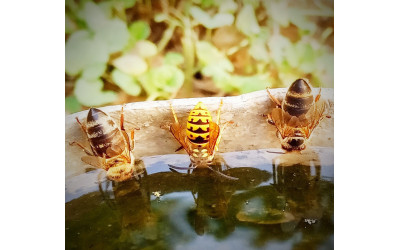 Σε τί διαφέρουν η μέλισσα και η σφήκα;
