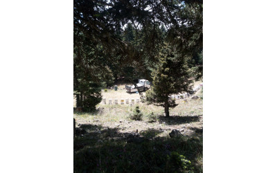 Μέλι ελάτης βανίλια