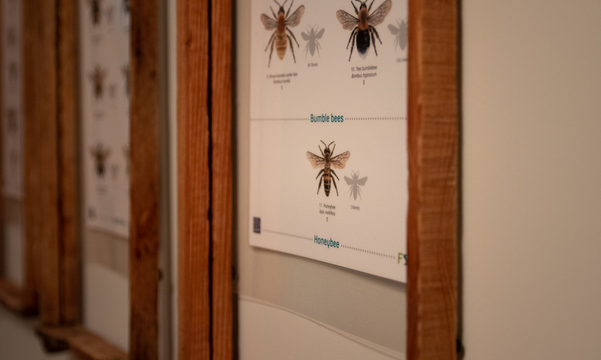 Κάδρο με απεικόνιση του είδους της μέλισσας μελιτοφόρου και άλλων