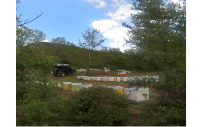 Ποικιλίες μελιού