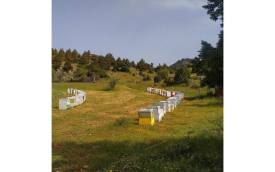 Βιολογικό μέλι ελάτης