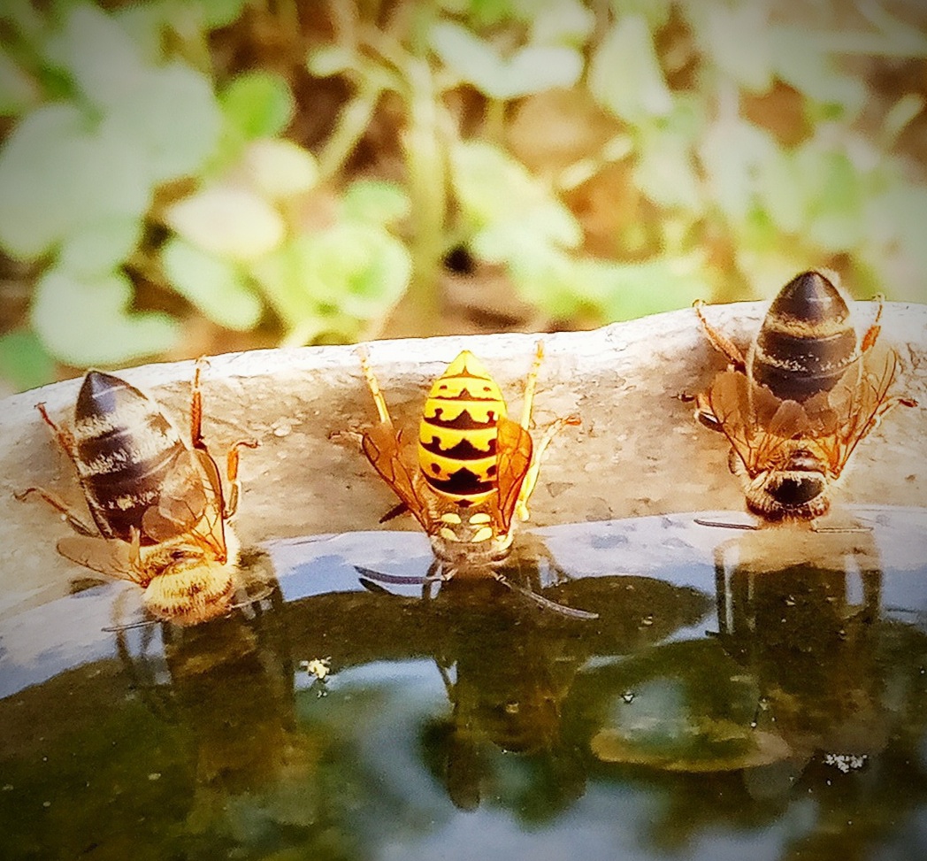 Δύο μέλισσες και μια σφήκα ανάμεσα τους πίνουν νερό σε ποτίστρα
